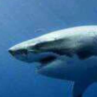 sharkproof's profile picture. Ocean Conservationist, reef & coral education, Protector of sharks. Raising awareness & funds to end the shark slaughter and save our oceans
