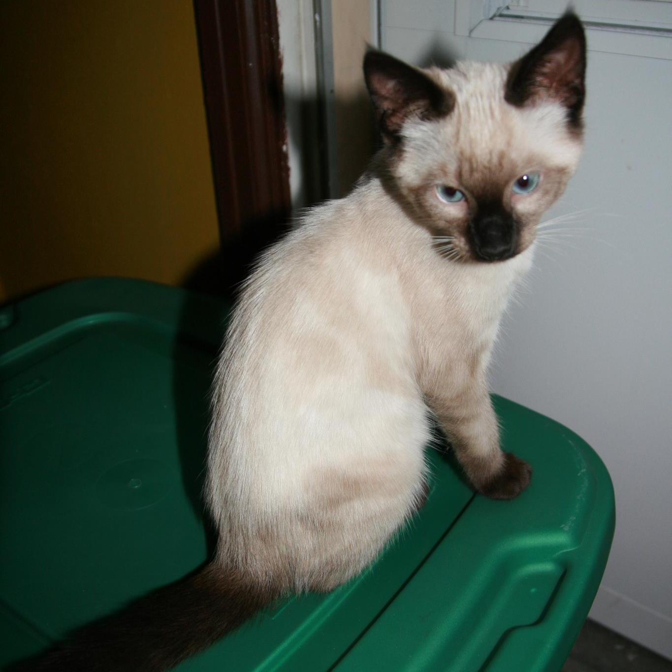 I am Gremlin, an Applehead Seal Point Siamese cat who owns 2 humans. Please follow me here and find me at http://t.co/mlOsmK4YMI