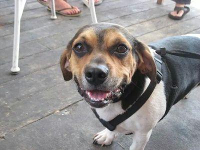 txwolf22's profile picture. The People's Champion