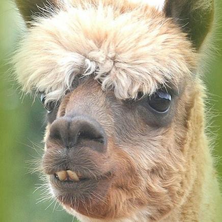I like alpacas and Lego, Also Lego alpacas LOL