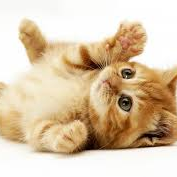 gracestein101's profile picture. most of you might know me as lolipop5575