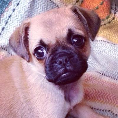 ZaharaPugapoo's profile picture. Celebrity Pugapoo Zahara (AKA Princess) stopped everywhere, Picture Ready, Most adorable Pugapoo Puppy, LIKE, SHARE, CHAT, LOVE, Instagram - ZAHARA_PRINCESS