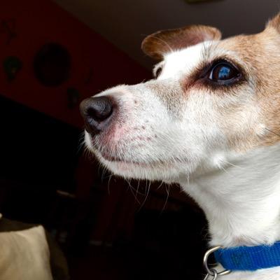 I'm Skippy, I like squeaky toys, chewing peoples clothes, eating their food when they aren't looking, and laying on the couch