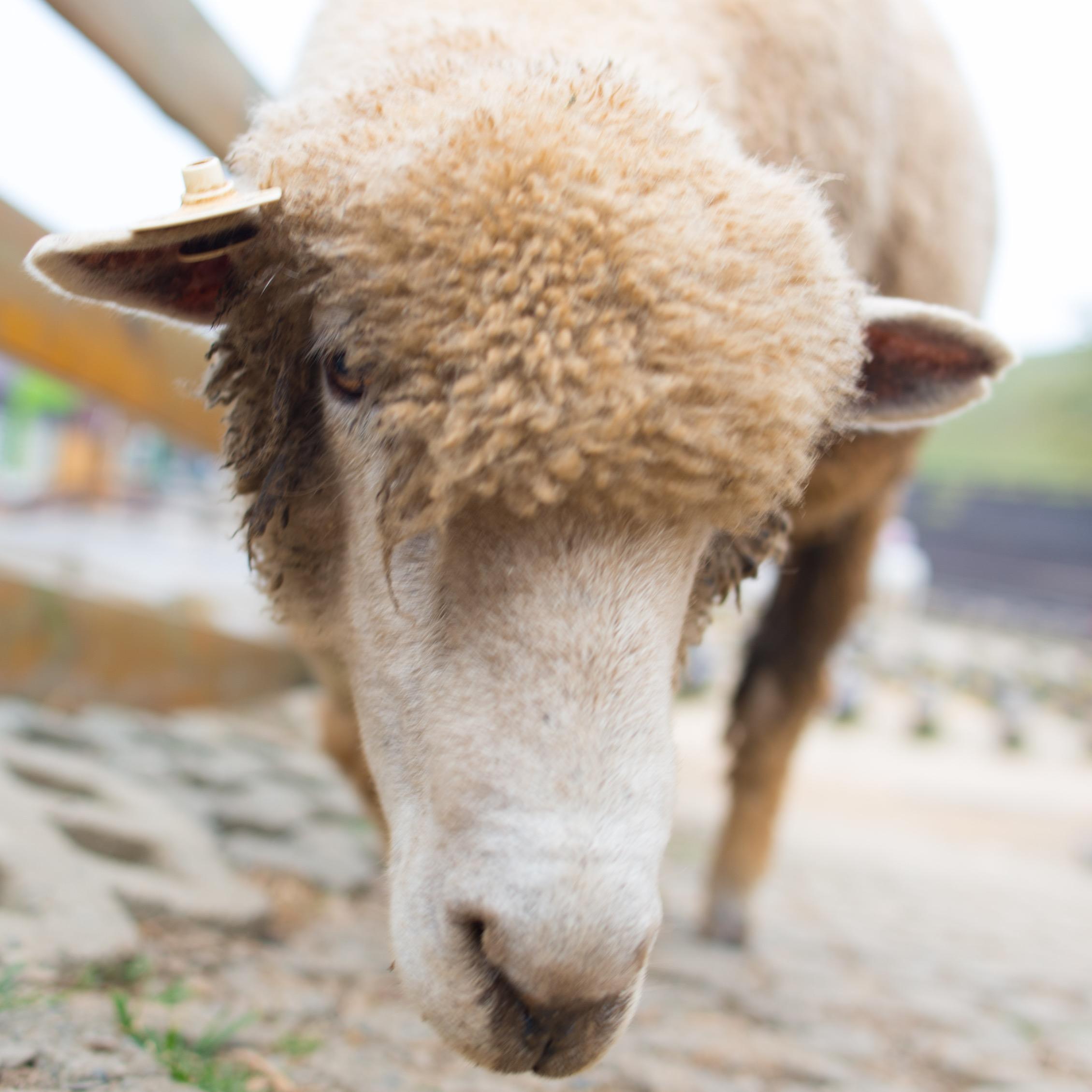 chengwuzhuang's profile picture. zhuang