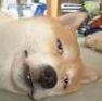 〝玉森祐太〟たまらふからかなぺに変えました。98LINE。お隣さん探し中です(＾ω＾) next→??