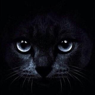 meshalmohamme18's profile picture. 