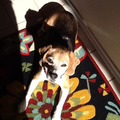 jr16paws's profile picture. 