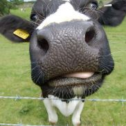IntelliBovine's profile picture. Fix Everything, Forever