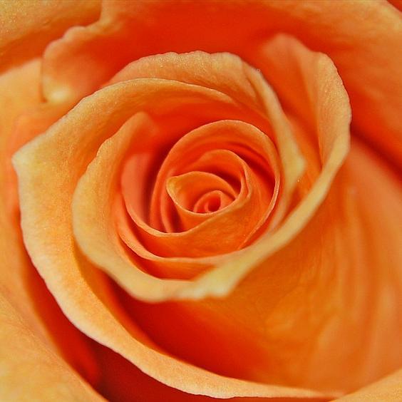 tribaljamu's profile picture. Vitalize Energy, Cure & Reduce Illnesses & Pain,  Enhance Sex Life For A Satisfying Relationship, Harmonize Mind, Body & Spirit.