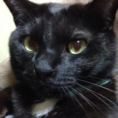 ニコニコ生放送を嗜んでおります。