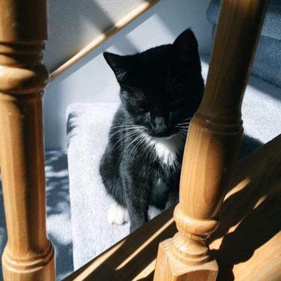 minimal_cat's profile picture. wonderful
