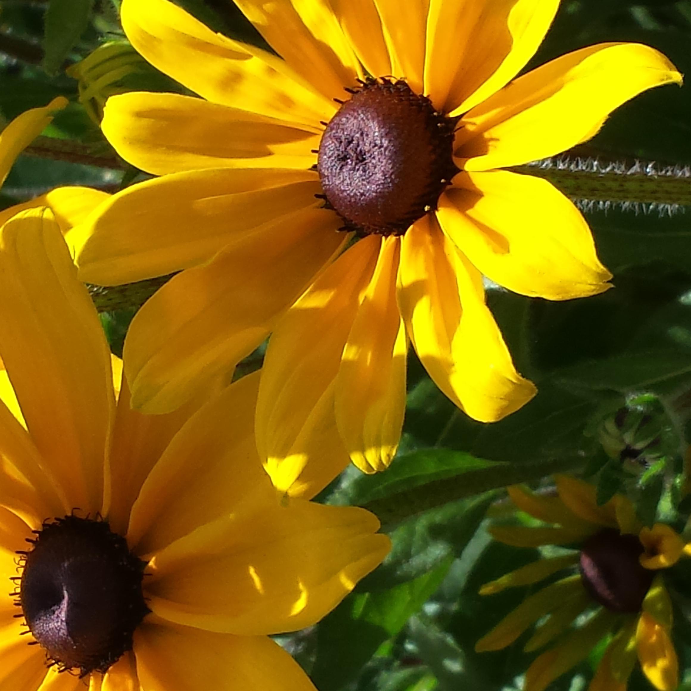 Cloud Landscape Maintenance is a full service lawn and landscape maintenance company serving Medford, Ashland and most of Jackson County Oregon.