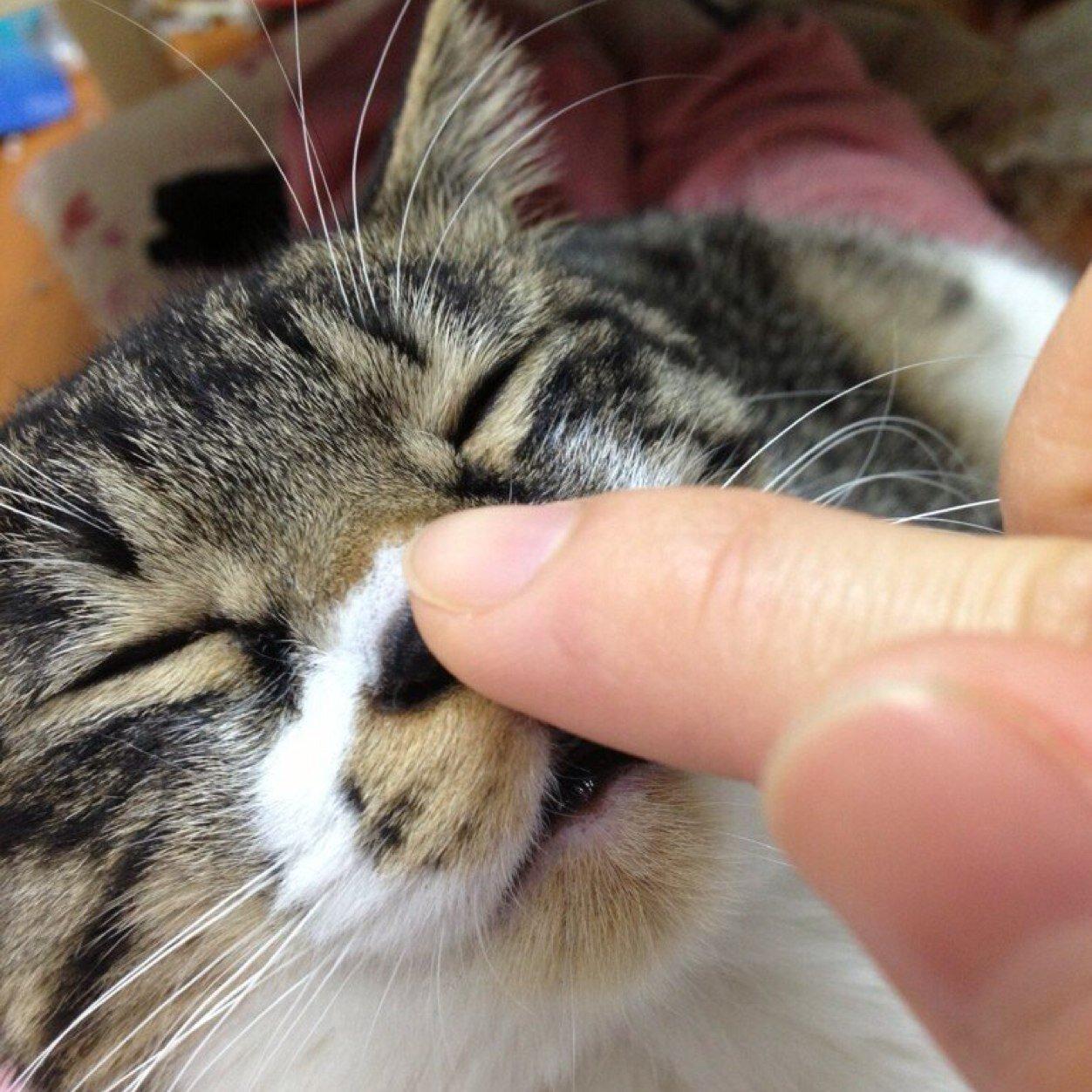 心はいつもﾍｳﾞｨﾒﾀﾙ