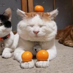 忍の一番の宝物