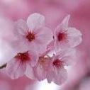 社畜ですがなにか？？？除菌ウェットティッシュで生活空間に居座る菌を払拭し抹殺してる時が一番落ち着く。アイコンとヘッダーはアオちゃん