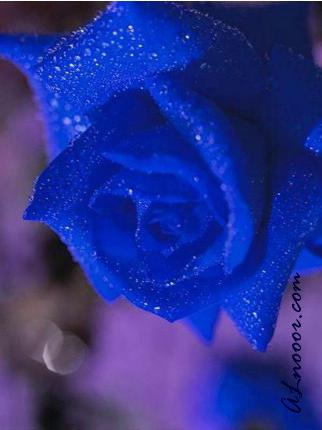 ssaaaoo13's profile picture. ‏‏‏‏‏هہلُآلُيَيَةوٱنٌتُمِٱئيّےلُۆطُنْيَ آلُہلُآآآآلُ آتٌآبْعٍ گلُ هہلُآلُيَ  ۆهہلُآلُيَيَہ