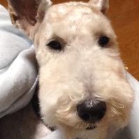 矢島新 (@yajimaarta) Twitter profile photo