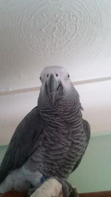 BirkSi's profile picture. Landscape Gardener, MUFC till I die!!