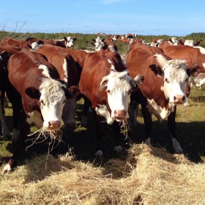 #Hereford breeding #grassfedbeef in a unique maritime environment #pristine #pure #kingisland