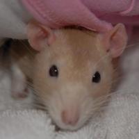 Topazrat (@topazrat) 's Twitter Profile