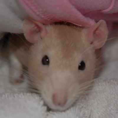 Topazrat's profile image