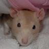 Topazrat's profile picture. Human being, blogger, bookworm, rat lover, totally bonkers!