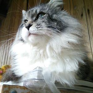 harunokasi's profile image