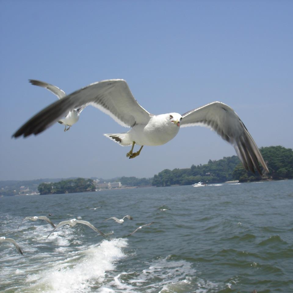 旅人。マリーンズが大好き。 あちこちに出没して写真や動画撮ったりしてまする。 Xperia10m3使ってます/dion軍/カメラはα6300とDSC-HX400V。歩き撮りはアクションカムFDR-X3000。たまにEOSとハンディカム