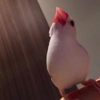 もりたま/ayammin (@ayammin) 's Twitter Profile Photo もりたま/ayammin (@ayammin) 's Twitter Profile Photo