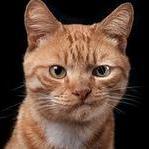 Nazarius_Lviv's profile picture. Я живу не в Західній Україні, а на заході України у #Львів.