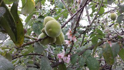 Fruticultor de pura cepa