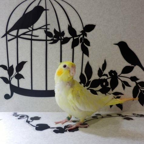 PapagalloT's profile picture. オカメインコ メインのバードshopです。ひなや、手乗りの鳥をなど健康面を考えて、育ててます。長生きをする愛鳥さんを！Web shopもあります。