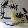 PapagalloT's profile picture. オカメインコ メインのバードshopです。ひなや、手乗りの鳥をなど健康面を考えて、育ててます。長生きをする愛鳥さんを！Web shopもあります。