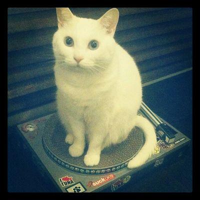 愛猫家。お酒飲みます。