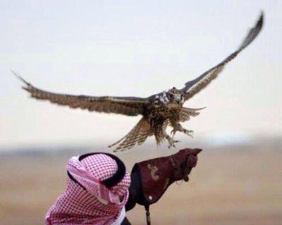 abumohmmad116's profile picture. اللهم ارزقنا شفاعة نبيك