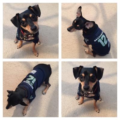 Hi! I'm Scout, a cute, HIGH-energy Min-Pin that loves to play & cuddle #IfICouldTalk