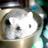 don_sabatini178
