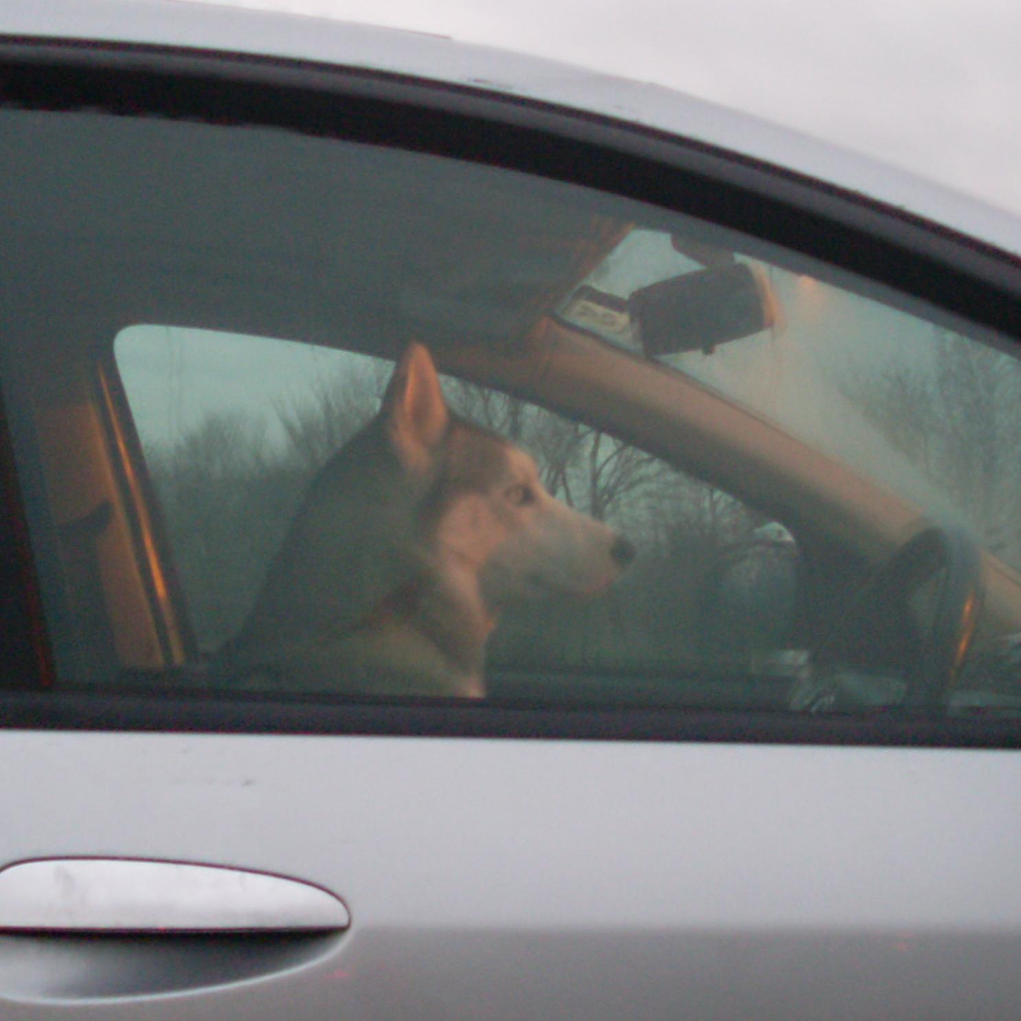 I own sled dogs, I'm a biker, listen to rock music ........