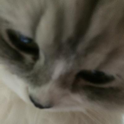 Twitter閉鎖