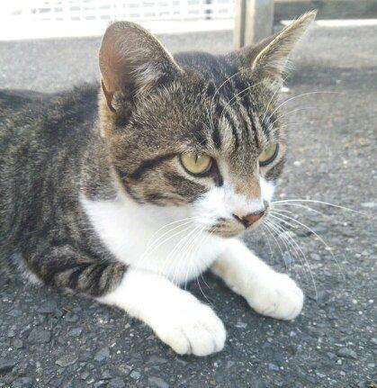 大阪の大東って所に住んでます♪     アニメ、ダンエボ、ギタドラ、maimaiが主に大好きです♪