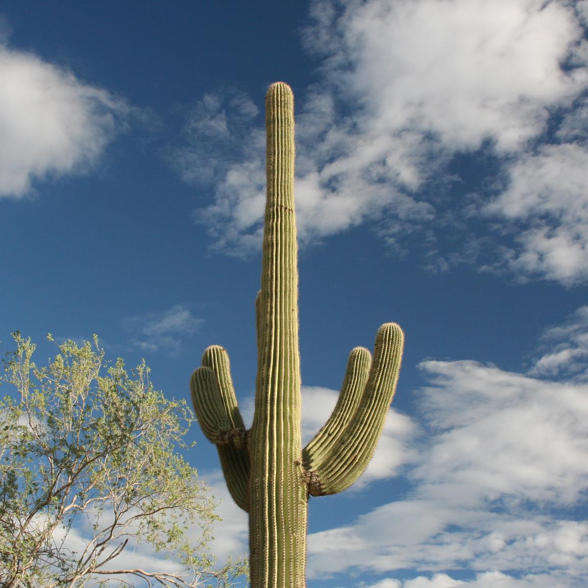 VISTAmagazineSW's profile picture. Best of Southwest Culture - Art, Nature, History, Adventure, Homes, Interesting People