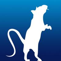 Toby The Rat (@curioustoby) Twitter profile photo