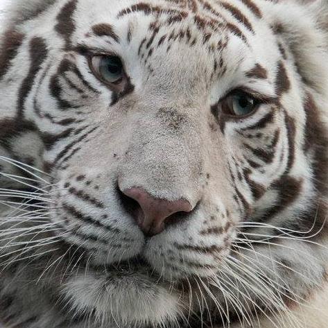 malekalhazeen0's profile picture. ya rab redaka wal gannah (إعادة نشر التغريدات لا تعني تبنّي محتواها أبداً)