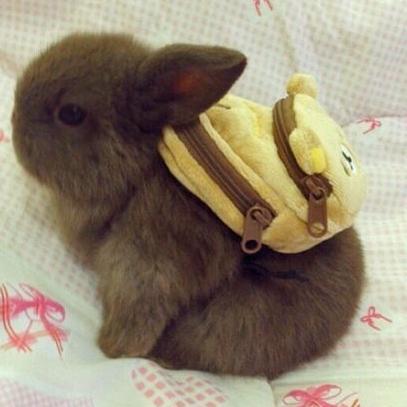 Everything That's cute as Fur