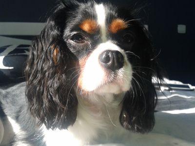 stossnadia's profile picture. 