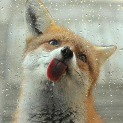 we are the foxies!