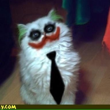 #cat #catlovers #grad #students #followback I always do! #takip