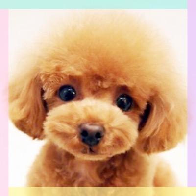 ベクちゃんだいすき♡ビーグルももちろん好きだけど、チャンベクがいちばん( ´艸｀)♥