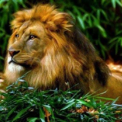 #Lavalove 4 #LIFE, BLESSINGS ALL my Followers n Who I Follow,  JAH GUIDE n PROTECT us ALL,Give THANKS.