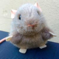 Orgelmaus (@orgelmaus) 's Twitter Profile